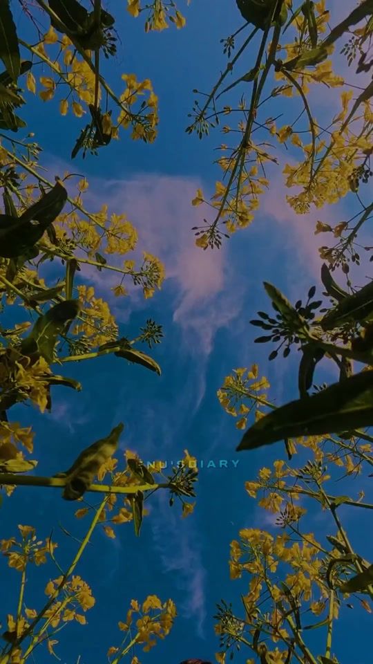 TikTok video thumbnail by enus_diary_97