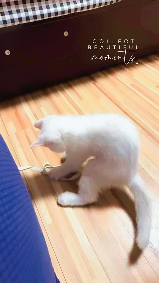 TikTok video thumbnail by dj781230