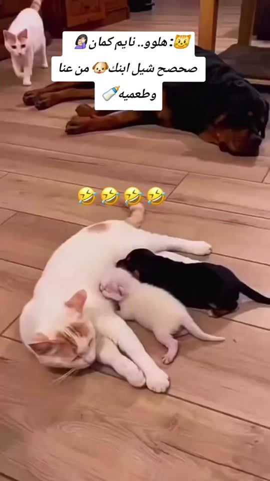 TikTok video thumbnail by hanadehindawe