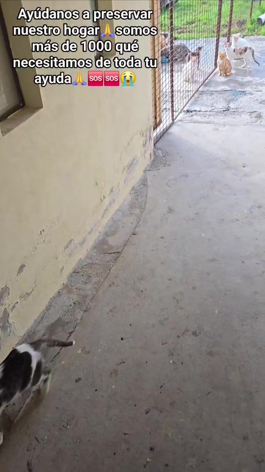 TikTok video thumbnail by mininos_felices