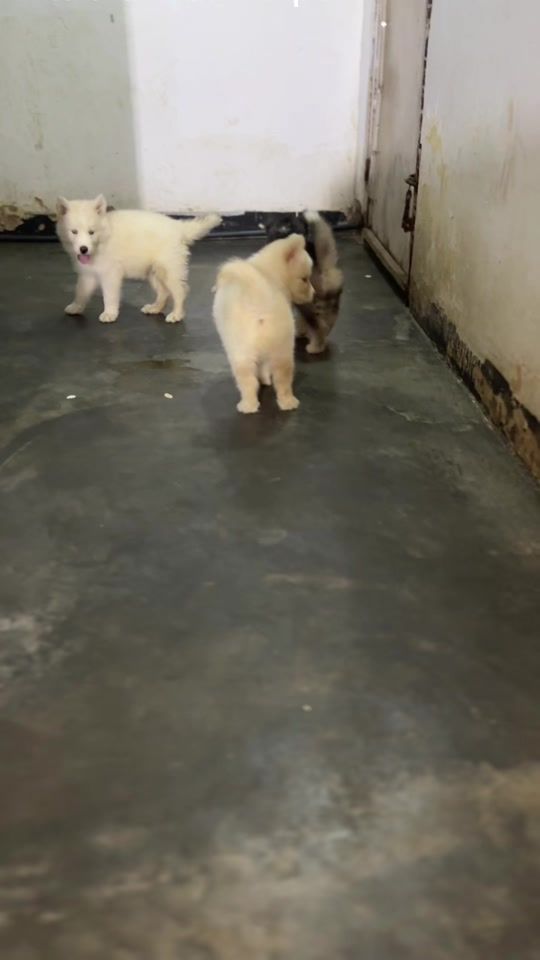 TikTok video thumbnail by ternura_perruna1