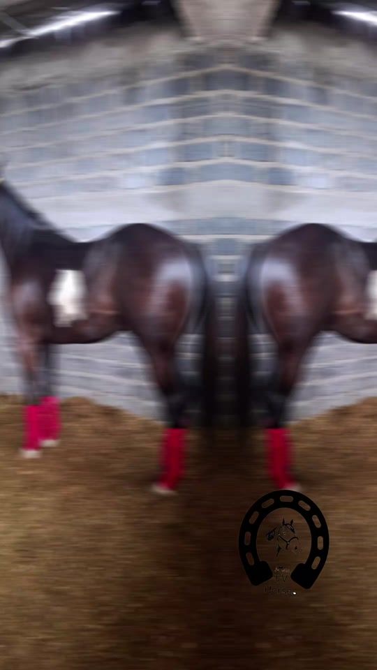 TikTok video thumbnail by evhorseszac