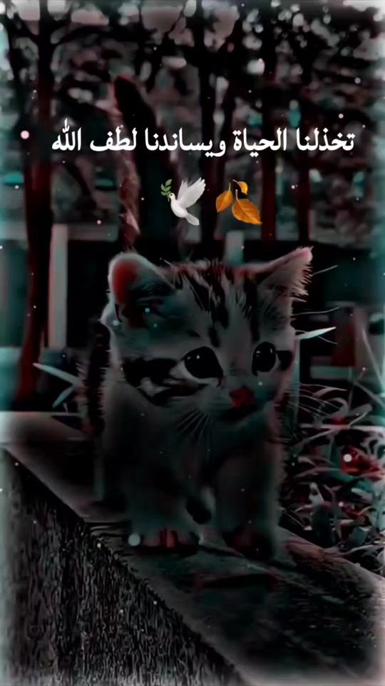 TikTok video thumbnail by rkn226