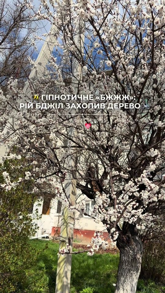 TikTok video thumbnail by love.chernihiv
