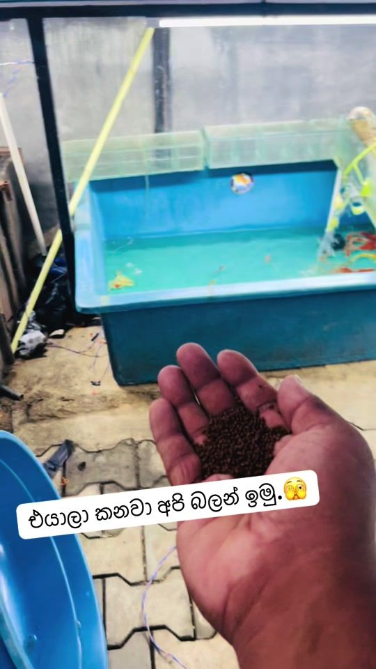 TikTok video thumbnail by saaquarium