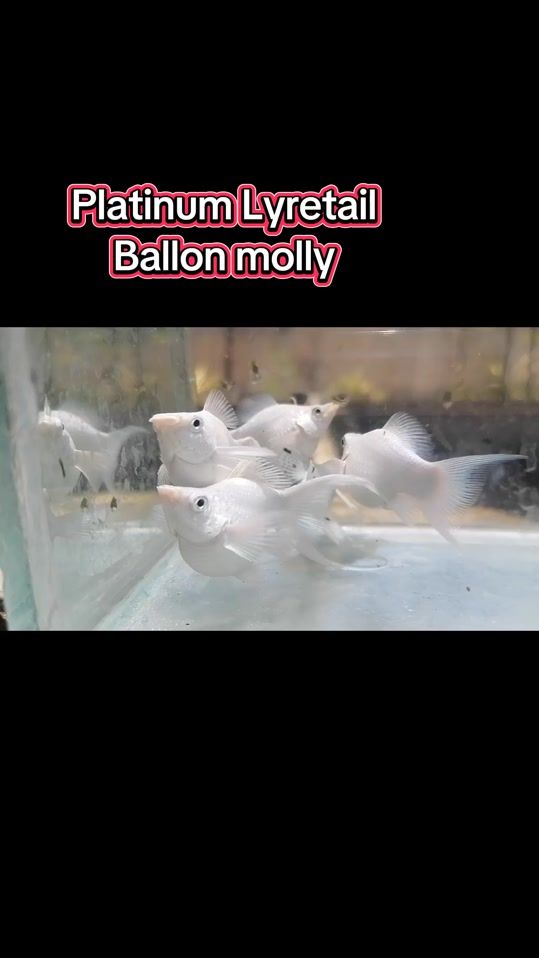 TikTok video thumbnail by kasun.aqua.farm