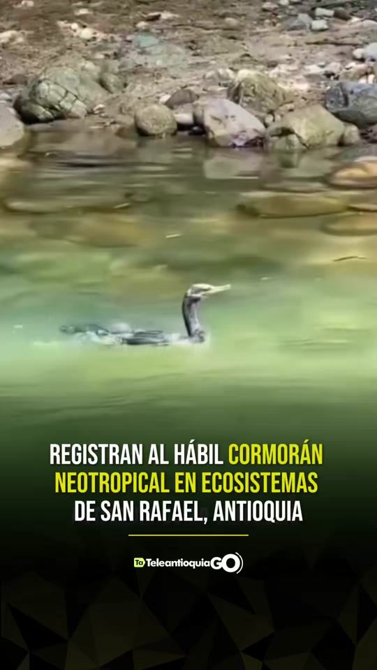 TikTok video thumbnail by teleantioquia