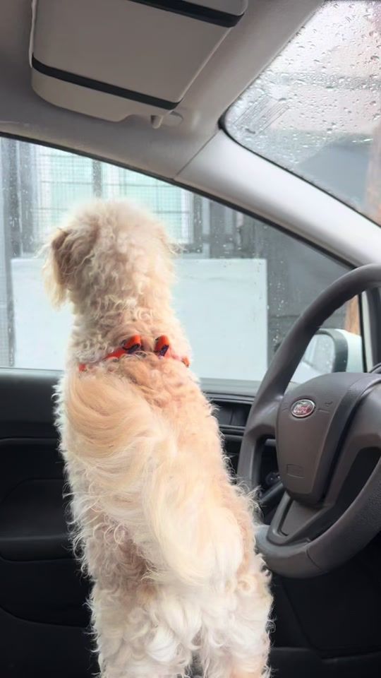 TikTok video thumbnail by guadaantonok