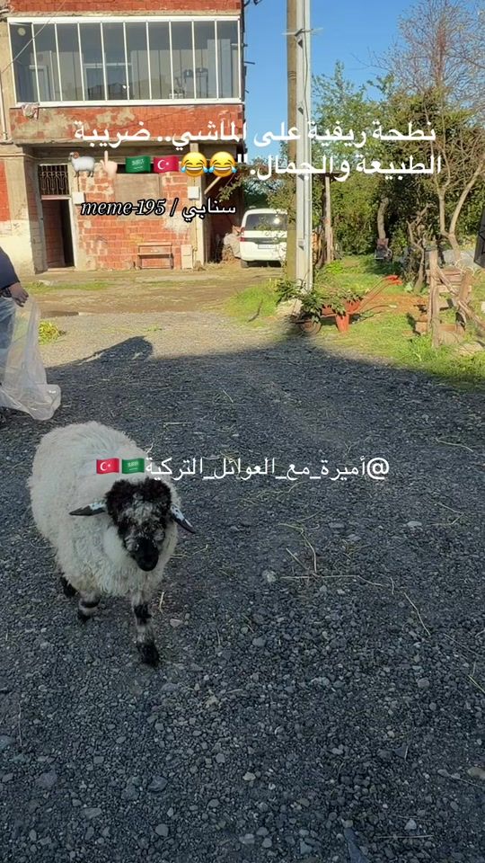 TikTok video thumbnail by meme_19953