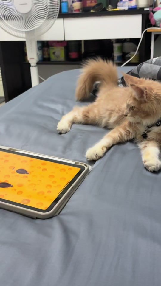 TikTok video thumbnail by anansammookk