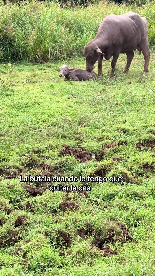 TikTok video thumbnail by bufalito09