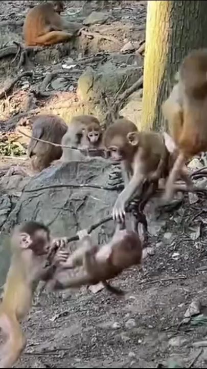 TikTok video thumbnail by binduchaudhary485