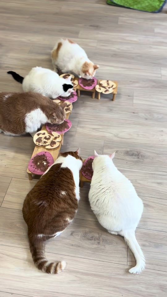 TikTok video thumbnail by thebighousecats