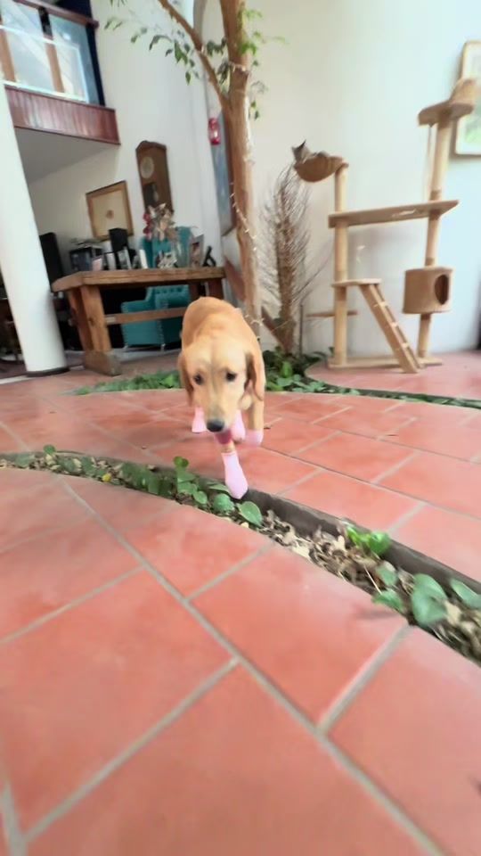 TikTok video thumbnail by dan.balam