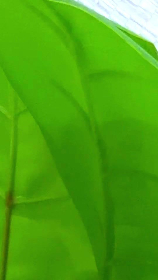 TikTok video thumbnail by mahaalmtaeri