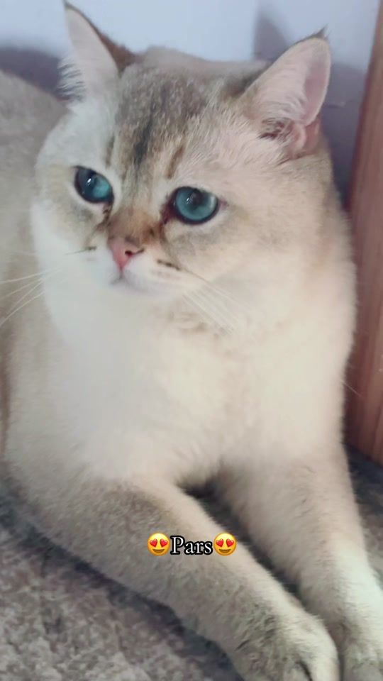 TikTok video thumbnail by iisude1