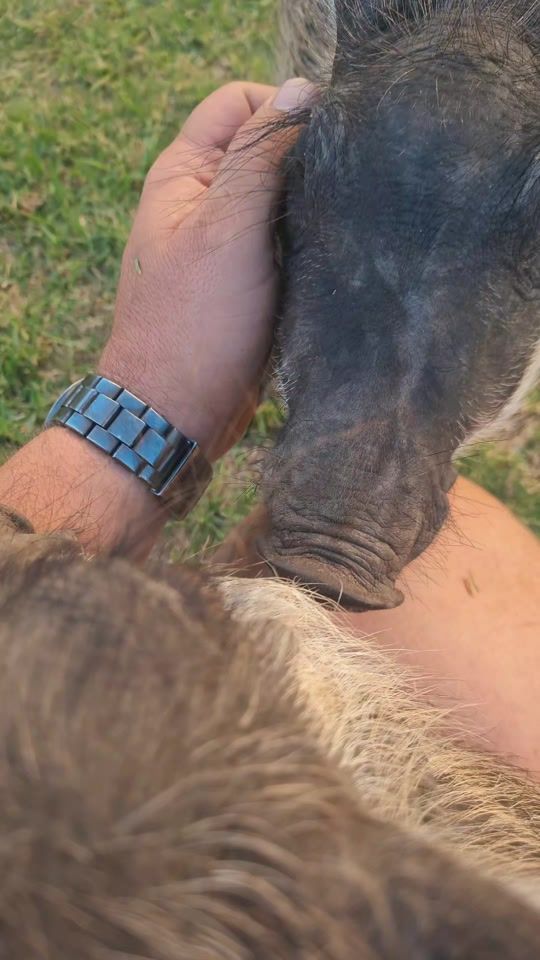 TikTok video thumbnail by wernerheyns_official