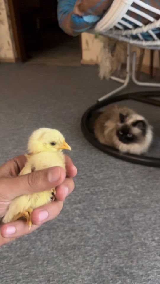 TikTok video thumbnail by m___91