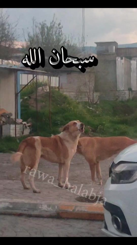 TikTok video thumbnail by rawa_halabja