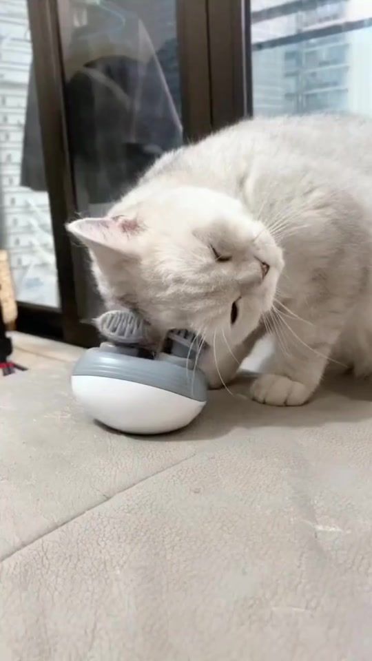 TikTok video thumbnail by petlove970