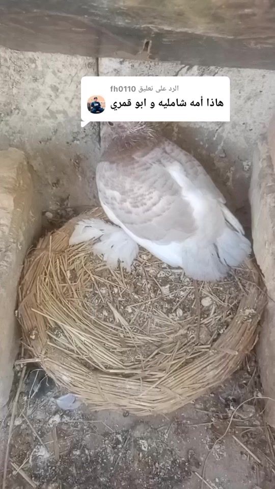 TikTok video thumbnail by vvdk.n