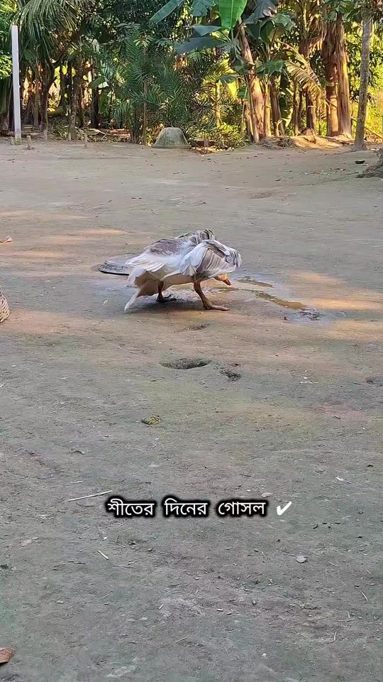 TikTok video thumbnail by sk.shahadat08