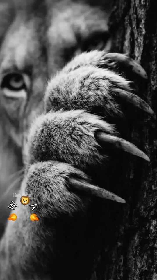 TikTok video thumbnail by waris_shah760