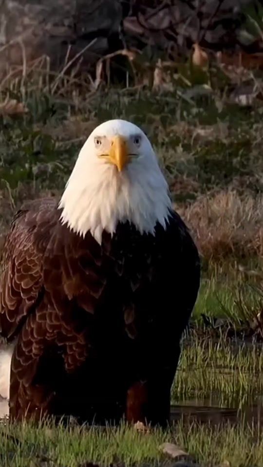TikTok video thumbnail by eagle._911