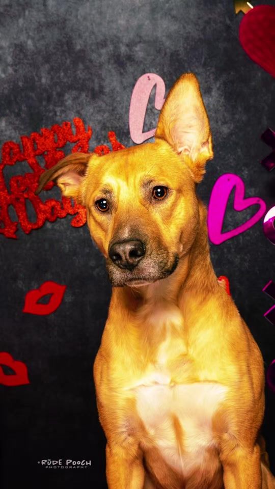 TikTok video thumbnail by houseofpawsboutique