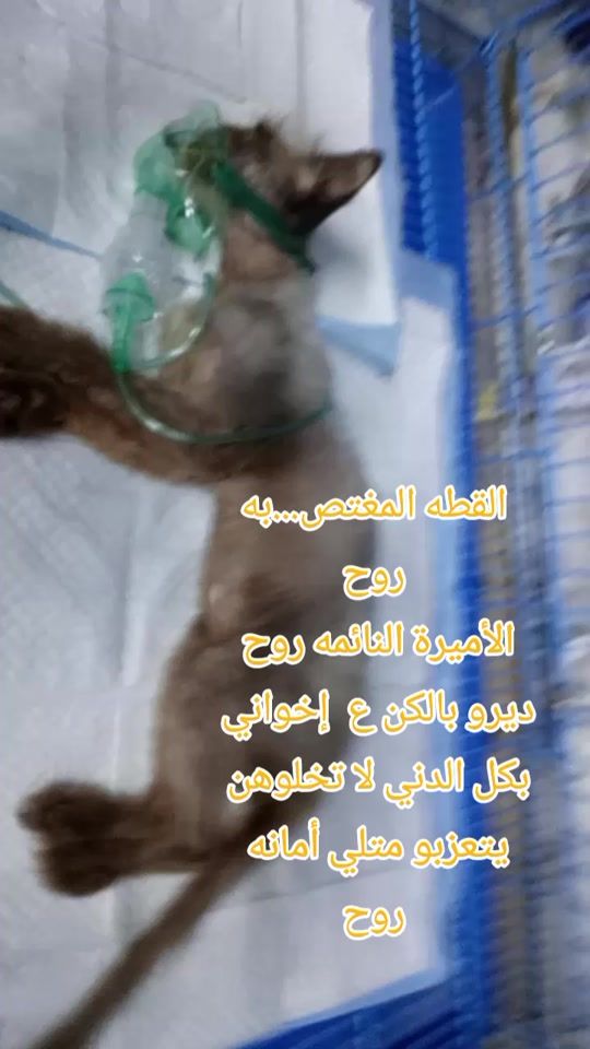 TikTok video thumbnail by rana.nasrallh