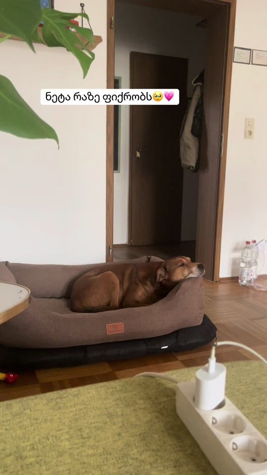 TikTok video thumbnail by suzzume_
