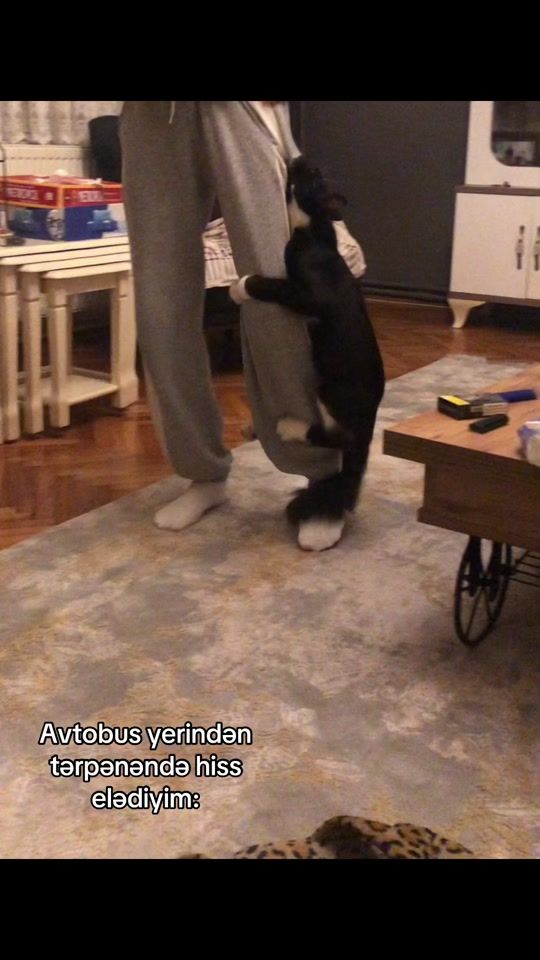 TikTok video thumbnail by 37nijat