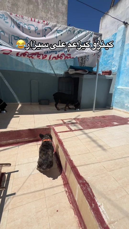 TikTok video thumbnail by khamlichi.rottweiler