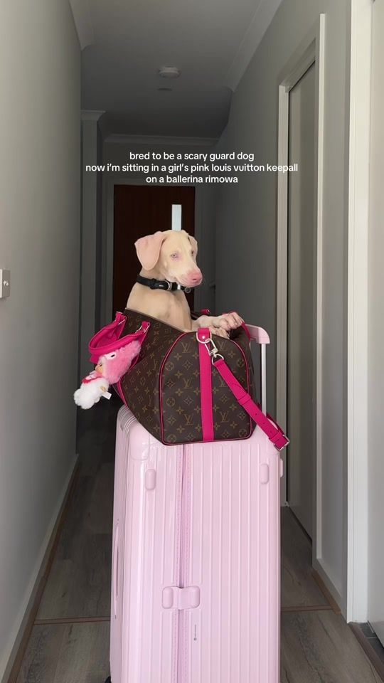 TikTok video thumbnail by tayzoen