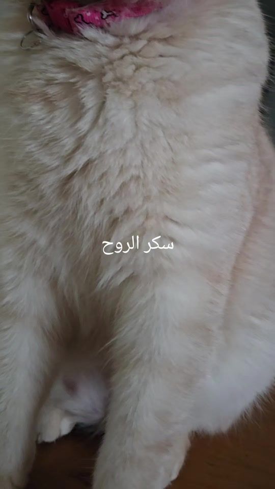 TikTok video thumbnail by ghadakhoury2