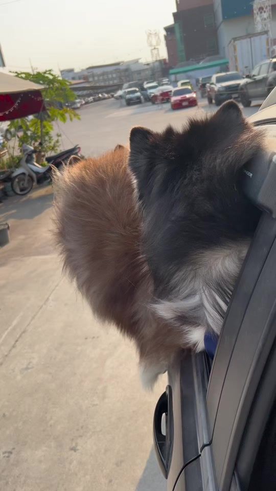 TikTok video thumbnail by lion_ninja1995