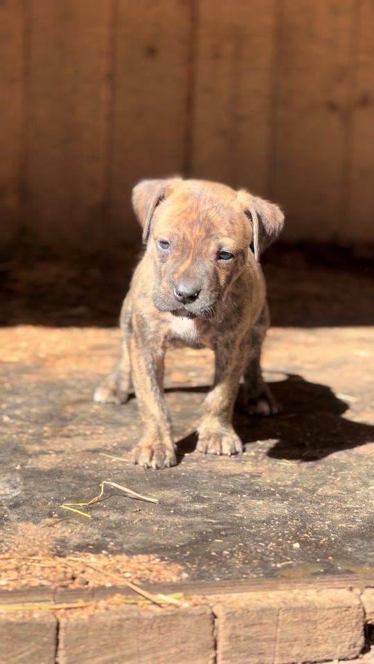 TikTok video thumbnail by dognikbulls