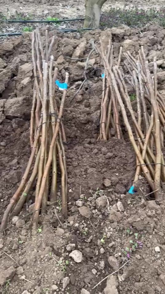 TikTok video thumbnail by arralajthi