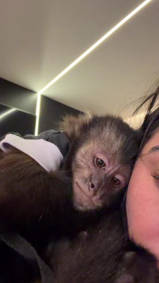 TikTok video thumbnail by macacotbag