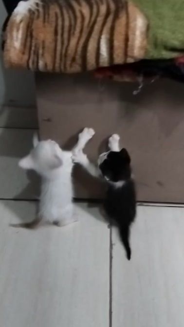 TikTok video thumbnail by mariamelo4599