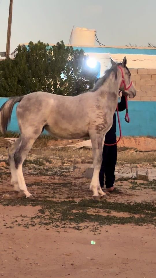 TikTok video thumbnail by mohsenmahmoud25