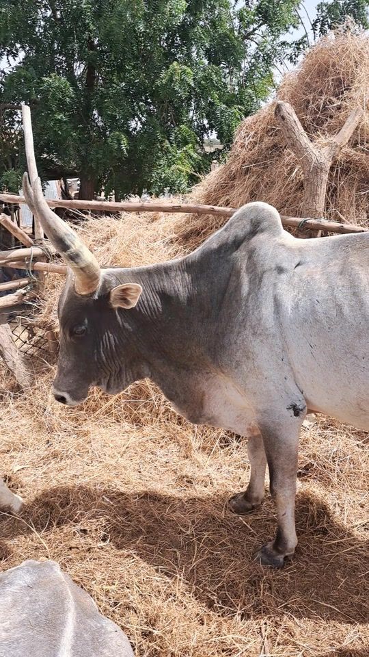 TikTok video thumbnail by cheikhdiaw866