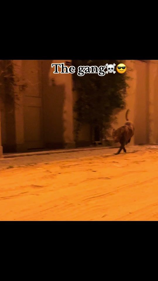 TikTok video thumbnail by boyka_k9