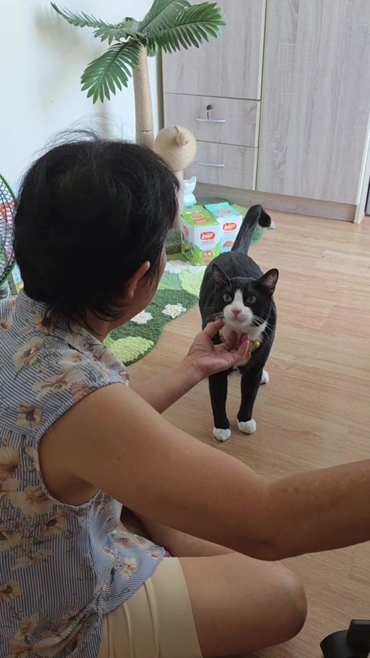 TikTok video thumbnail by tripletroublecats