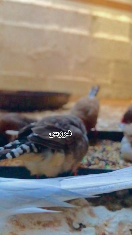 TikTok video thumbnail by hr_os_