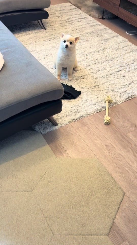 TikTok video thumbnail by marshmallow_arch