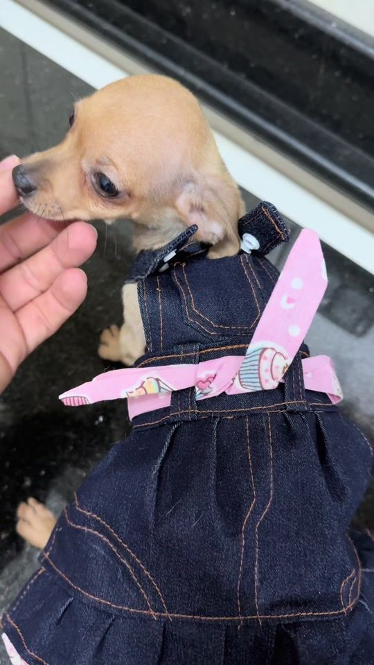 TikTok video thumbnail by pinschergoiania