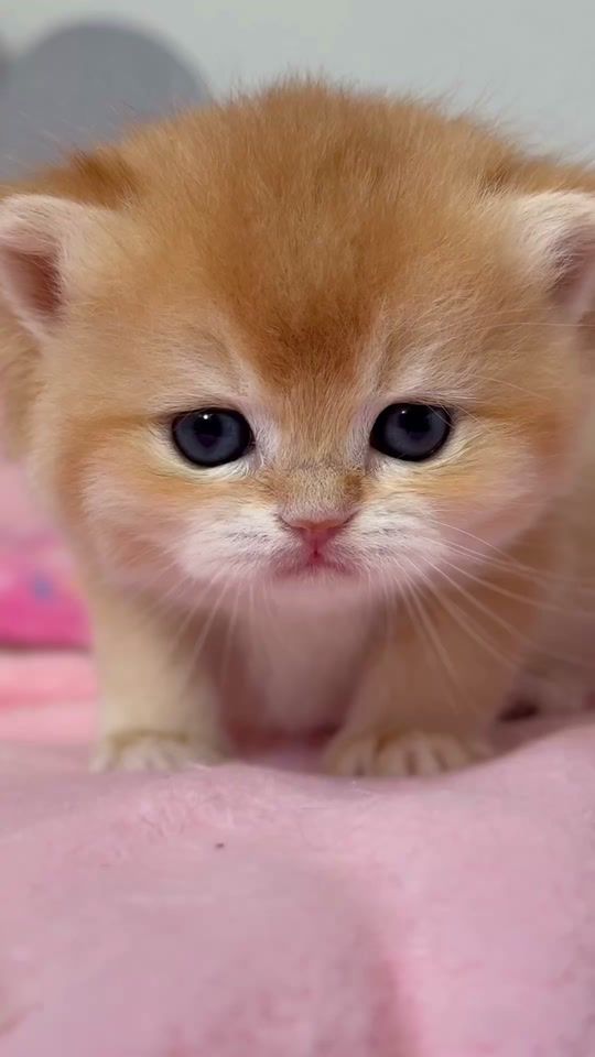 TikTok video thumbnail by the_royal_pet