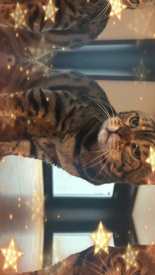 TikTok video thumbnail by unimaruko1018