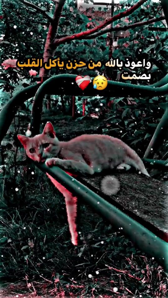 TikTok video thumbnail by rkn226